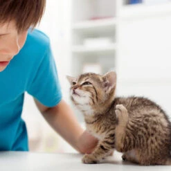 Beaphar Fiprotec Spray 8 Beaphar Fiprotec Spray -Heimtierbedarf Angebote beaphar fiprotec spray 213596 0500 none