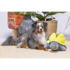 Beeztees Hide And Seek Schildo -Heimtierbedarf Angebote beeztees hide and seek schildo 221787 0500 none