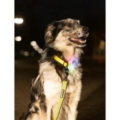 Beeztees Safety Gear Parinca Premium Hundeleine -Heimtierbedarf Angebote beeztees safety gear parinca premium hondenriem 215039 0500 none