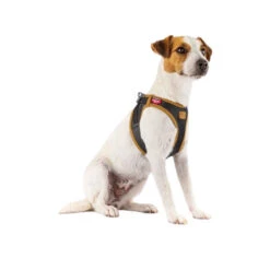 Curli Vegan Apple Leather Geschirr -Heimtierbedarf Angebote curli harnas vegan appelleer 216631 0500 none