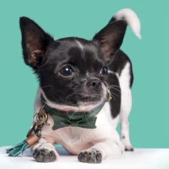 DWAM Halsband Bowie -Heimtierbedarf Angebote dwam bowie halsband 186562 0500 none