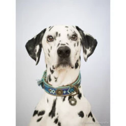 DWAM Halsband Boho Juan -Heimtierbedarf Angebote dwam halsband boho juan 132080 0500 none