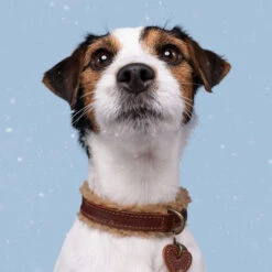 DWAM Halsband Teddy -Heimtierbedarf Angebote dwam halsband teddy 189220 0500 none