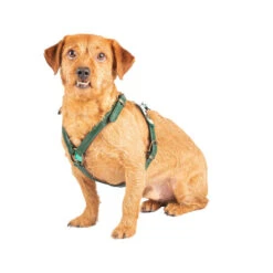 DWAM Hundegschirr Ivy -Heimtierbedarf Angebote dwam hondentuigje ivy 182743 0500 none