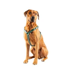 DWAM Hundegschirr Ivy -Heimtierbedarf Angebote dwam hondentuigje ivy 182746 0500 none