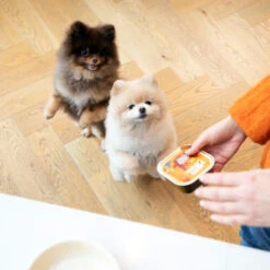 Edgard & Cooper Adult - Huhn & Truthahn - Im Schälchen -Heimtierbedarf Angebote edgard cooper adult kip kalkoen kuipje 168597 0500 none