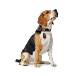 Hunter Halsband Cody -Heimtierbedarf Angebote hunter halsband cody 116499 0500 none