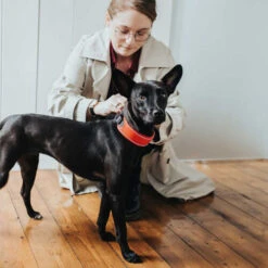 Hunter Halsband Divo -Heimtierbedarf Angebote hunter halsband divo 208013 0500 none