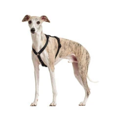 Hunter Vario Rapid Sicherheitsgeschirr - Schwarz 10 Hunter Vario Rapid Sicherheitsgeschirr - Schwarz -Heimtierbedarf Angebote hunter vario rapid veiligheidsharnas zwart 169507 0500 none