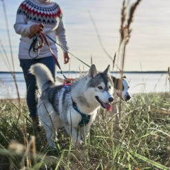 Hurtta - Geschirr Weekend Warrior Winter - Bilberry -Heimtierbedarf Angebote hurtta weekend warrior winter harnas bilberry 216605 0500 none