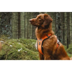 Hurtta Weekend Warrior Geschirr -Heimtierbedarf Angebote hurtta weekend warrior harness 189108 0500 none