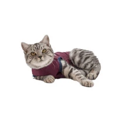 Jacketz Medical Body Suit Für Katzen -Heimtierbedarf Angebote jacketz medical body suit kat 154147 0500 none