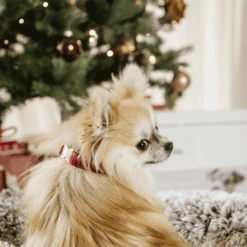 Kentucky Dogwear Corduroy Hundehalsband -Heimtierbedarf Angebote kentucky dogwear corduroy hondenhalsband 219200 0500 none