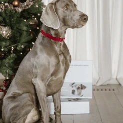 Kentucky Dogwear Corduroy Hundehalsband -Heimtierbedarf Angebote kentucky dogwear corduroy hondenhalsband 219201 0500 none