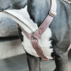 Kentucky Dogwear Hundegeschirr Velvet Loop 14 Kentucky Dogwear Hundegeschirr Velvet Loop -Heimtierbedarf Angebote kentucky dogwear hondenharnas velvet loop 219284 0500 none