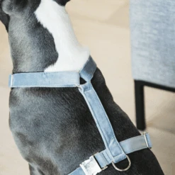 Kentucky Dogwear Hundegeschirr Velvet Loop 12 Kentucky Dogwear Hundegeschirr Velvet Loop -Heimtierbedarf Angebote kentucky dogwear hondenharnas velvet loop 219286 0500 none
