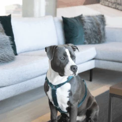 Kentucky Dogwear Hundegeschirr Velvet Loop 13 Kentucky Dogwear Hundegeschirr Velvet Loop -Heimtierbedarf Angebote kentucky dogwear hondenharnas velvet loop 219293 0500 none