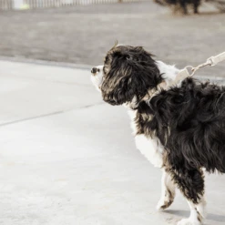 Kentucky Dogwear Hundeleine Wool 23 Kentucky Dogwear Hundeleine Wool -Heimtierbedarf Angebote kentucky dogwear hondenlijn wool 219683 0500 none