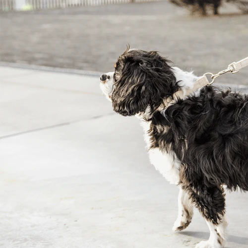 Kentucky Dogwear Hundeleine Wool 10 Kentucky Dogwear Hundeleine Wool - Image 10