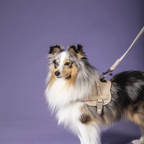 Kentucky Dogwear Hundeleine Wool 3 Kentucky Dogwear Hundeleine Wool - Image 3