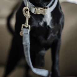 Kentucky Dogwear Hundeleine Wool 19 Kentucky Dogwear Hundeleine Wool -Heimtierbedarf Angebote kentucky dogwear hondenlijn wool 219689 0500 none