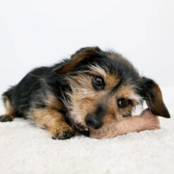 KONG ChewStix Ultra Stick -Heimtierbedarf Angebote kong chewstix ultra stick 180856 0500 none