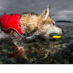 Kurgo Skipping Stones -Heimtierbedarf Angebote kurgo skipping stones 99608 0500 none