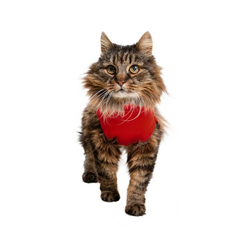 Medical Pet Shirt Katze 3 Medical Pet Shirt Katze - Image 3