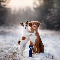 Medical Pet Shirt Boot -Heimtierbedarf Angebote medical pets boot 167509 0500 none