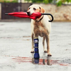 Medical Pet Shirt Boot -Heimtierbedarf Angebote medical pets boot 167512 0500 none