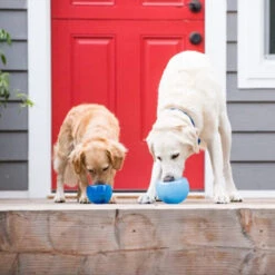 Planet Dog Orbee-Tuff Lil’ Snoop Toy 19 Planet Dog Orbee-Tuff Lil’ Snoop Toy -Heimtierbedarf Angebote orbee tuff lil snoop toy 203408 0500 none