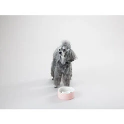 PAIKKA Slow Feed Bowl 11 PAIKKA Slow Feed Bowl -Heimtierbedarf Angebote paikka slow feed bowl 217878 0500 none