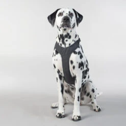 PAIKKA Visibility Harness -Heimtierbedarf Angebote paikka visibility harness 217809 0500 none