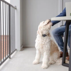 PetSafe Anti-Bell-Halsband -Heimtierbedarf Angebote petsafe anti blafhalsband 208109 0500 none