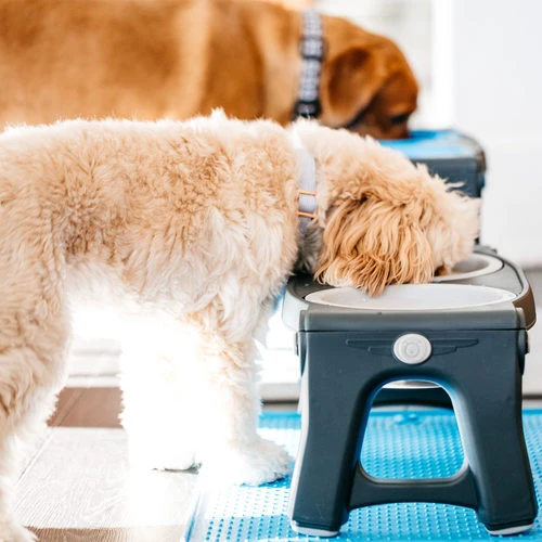 Popware Adjustable Height Pet Feeder 8 Popware Adjustable Height Pet Feeder - Image 8