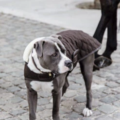 Kentucky Hundemantel Original -Heimtierbedarf Angebote prod 15745 218998 0500 none