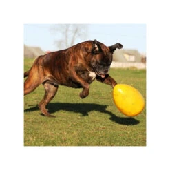 Jolly Egg -Heimtierbedarf Angebote product jolly egg none 4 1496839893 86965