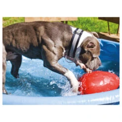 Jolly Egg -Heimtierbedarf Angebote product jolly egg none 4 1496839894 86968