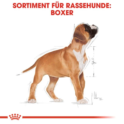 Royal Canin Boxer Puppy - Hundefutter 4 Royal Canin Boxer Puppy - Hundefutter - Image 4
