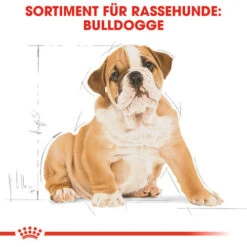 Royal Canin Bulldog Puppy - Hundefutter -Heimtierbedarf Angebote royal canin bulldog puppy hondenvoer 137812 0500 none