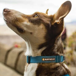 Ruffwear Hi & Light Halsband -Heimtierbedarf Angebote ruffwear hi light collar 194264 0500 none
