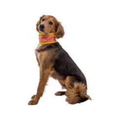 Ruffwear Swamp Cooler Neck Gaiter -Heimtierbedarf Angebote ruffwear swamp cooler neck gaiter 196817 0500 none