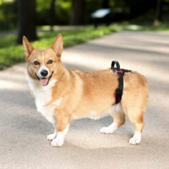 PetSafe Carelift - Tragesystem / Tragegeschirr Für Hunde 17 PetSafe Carelift - Tragesystem / Tragegeschirr Für Hunde -Heimtierbedarf Angebote solvit carelift draagsysteem voor de hond 163711 0500 none