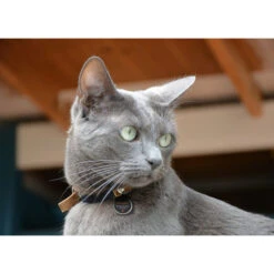 Spotted! Pro Dog & Cat -Heimtierbedarf Angebote spotted pro dog cat 166915 0500 none