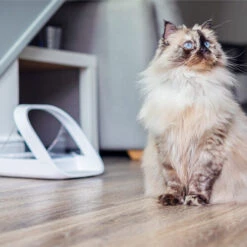 Surefeed Connect Mikrochip-Futterautomat -Heimtierbedarf Angebote surefeed microchip voerbak connect 221224 0500 none