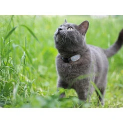 Tabcat Cat Tracker -Heimtierbedarf Angebote tabcat cat tracker 217030 0500 none
