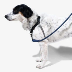 Zee.Dog Soft Walk Harness -Heimtierbedarf Angebote zeedog soft walk harness 200684 0500 none